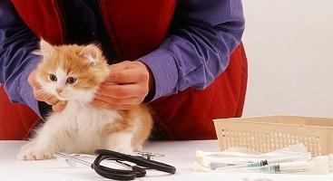Kdy očkovat kotě, a kdy?