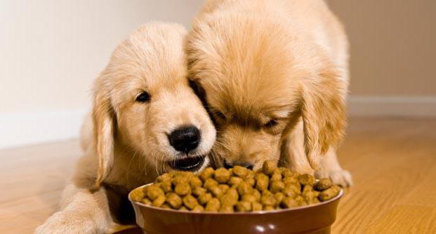 Krmivo pro psy: složení, výhody a nevýhody