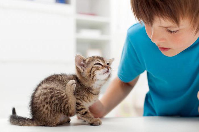 Obojky pro blechy pro kočky: recenze, výrobci, typy a vlastnosti aplikace