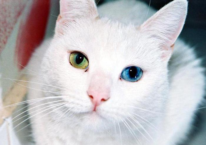 kočky s různými oči 