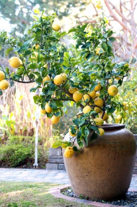 Jak pěstovat citron doma a získat sklizeň