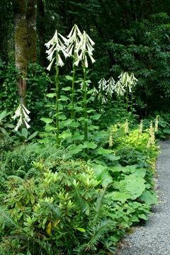 Kardiokrinum (obří lilie) - neobvyklá rostlina pro vaši zahradu