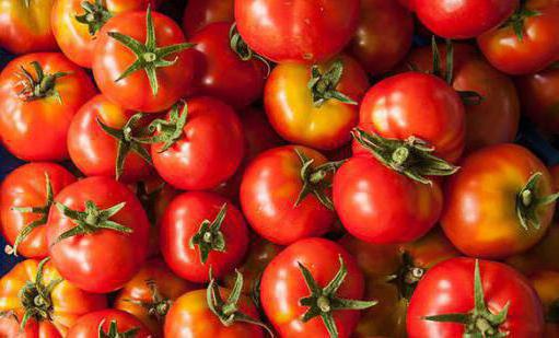 paradajky červené šipky recenze
