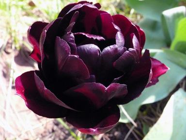 Tulipány ve tvaru pion: luxusní v květináči