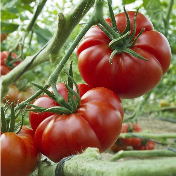 Tomato Marmande. Popis kultivaru