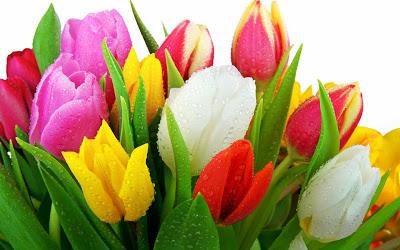 kultivaci a péči o tulipány