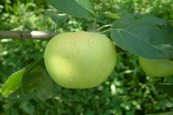 Zimní a podzimní odrůdy jabloní pro Ural