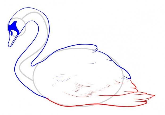 Jak nakreslit Swan. Pokyny