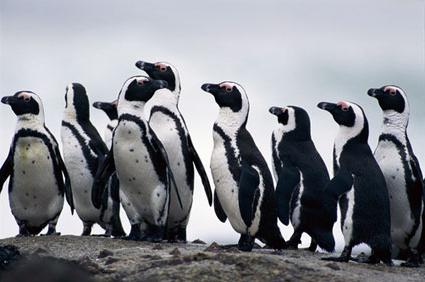 kde žijí africkí tučňáci