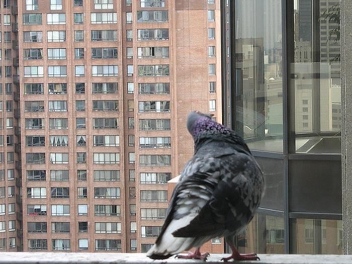 jak se zbavit holubů na balkoně