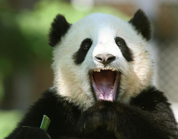 Kolik zubů má velká a malá panda?
