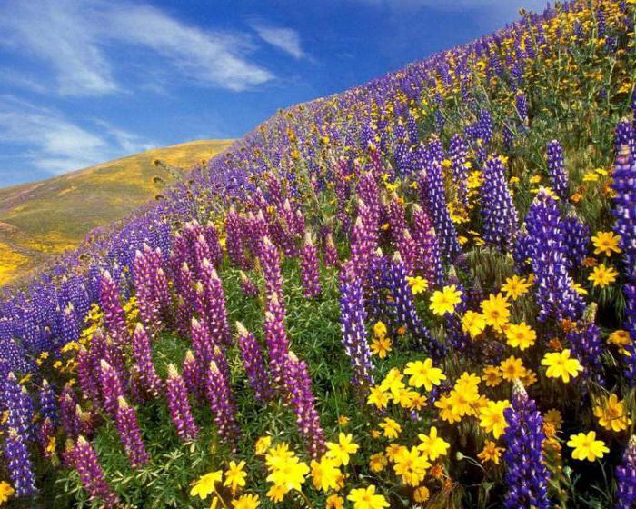 Překvapující panenská příroda Údolí květin. Indický národní park dává pozitivní emoce