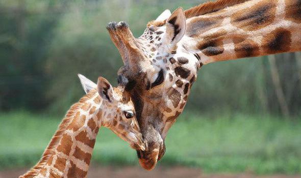 Jazyk žirafy a další rysy nejvyššího savce na světě