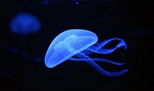 Druhy medúzy 